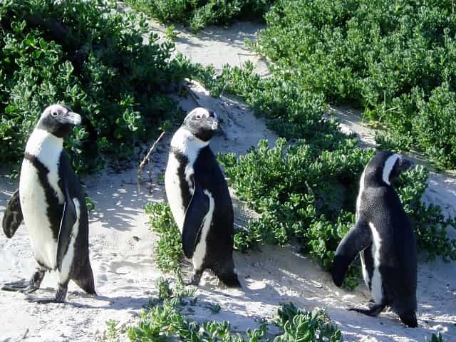 南アフリカのペンギン