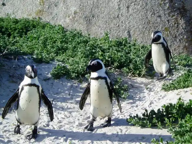 南アフリカのペンギン