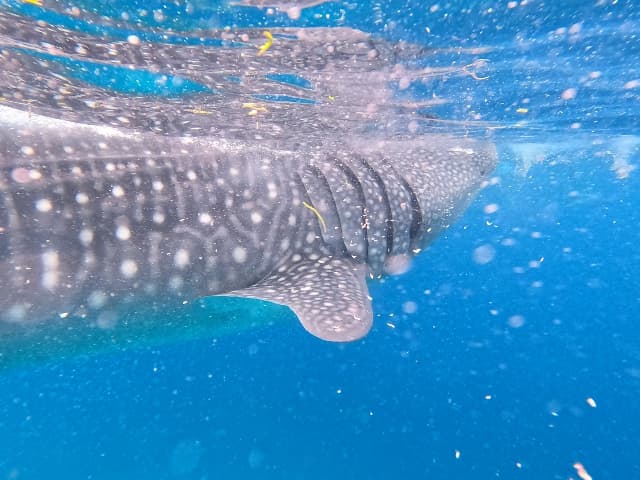 穏やかなジンベイザメ