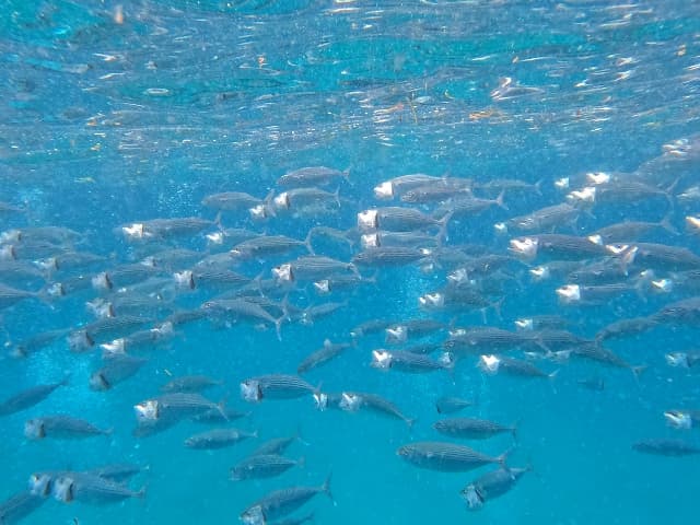 ジンベイザメツアーの魚