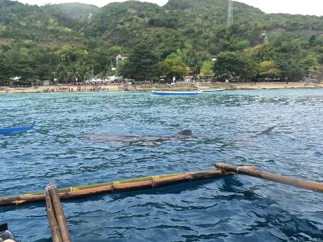 セブ島の海