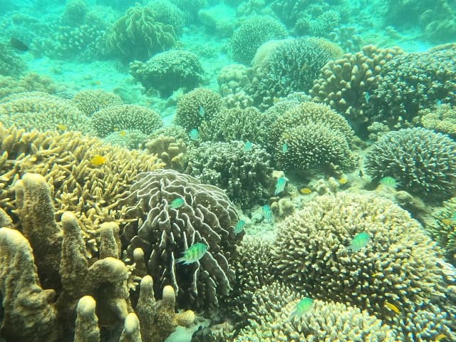 スミロン島の海洋生物