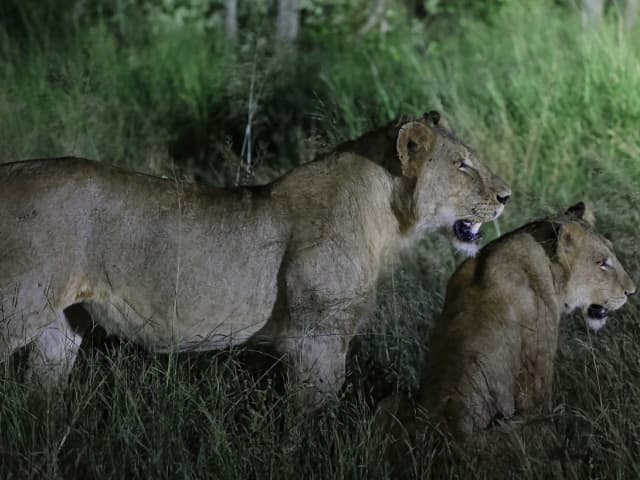 南アフリカのクルーガー国立公園