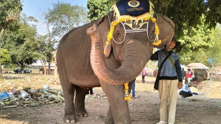 ラオスの像祭り