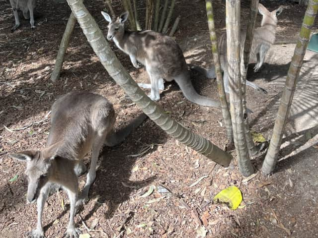 オーストラリアのドリームワールドのカンガルー