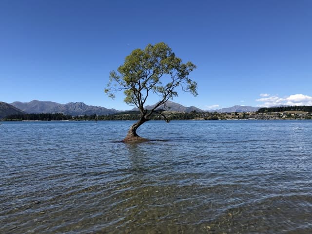 ワナカ湖の木