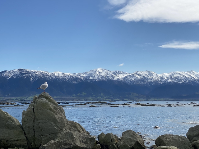 カイコウラの海とそびえ立つ山脈