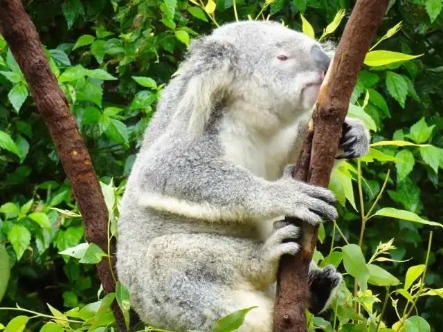 キュランダのコアラ