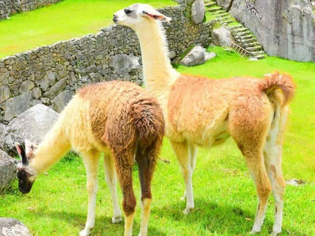 マチュピチュ遺跡にいるアルパカ