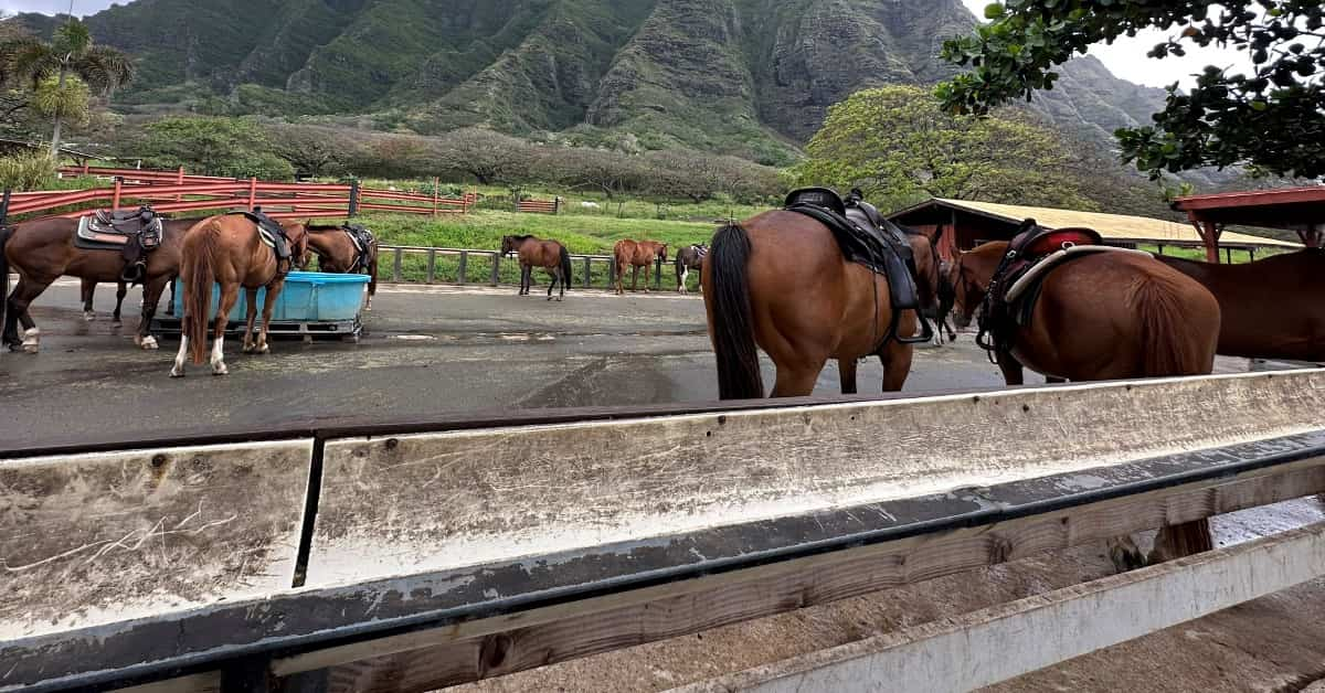 ハワイの馬