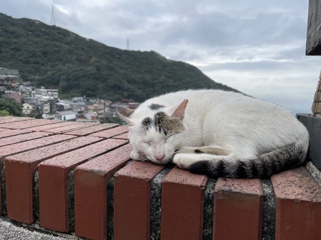 九份で出会った猫