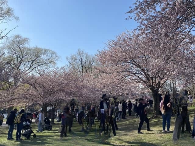 ハイパークの桜