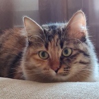cocoa