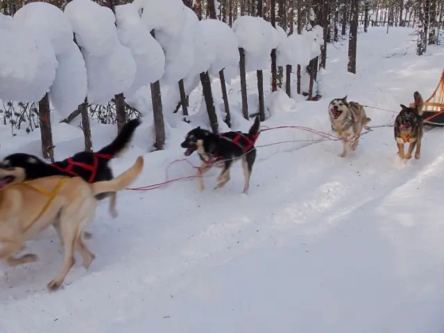 犬ぞり体験