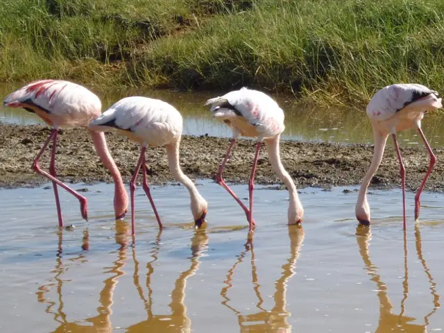 ケニアのナクル湖国立公園