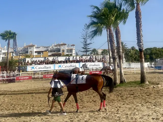 レース前にウォームアップをする馬の様子