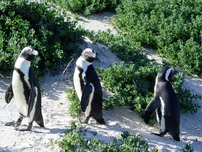 CapeTown-beach2