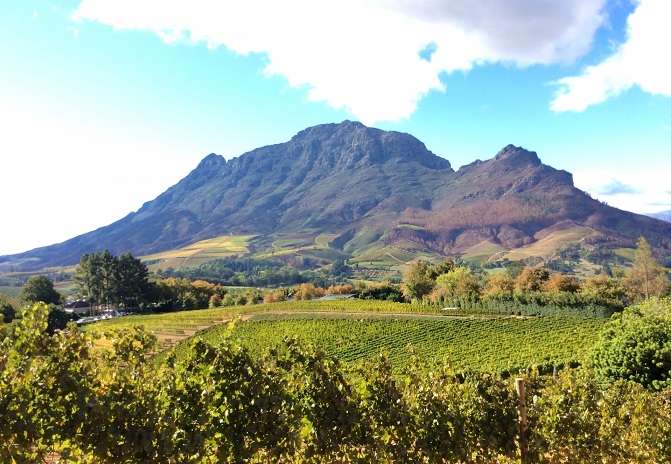 CapeTown-wineland